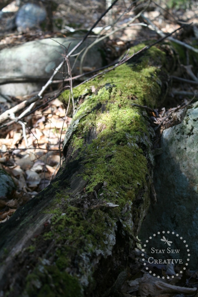 Mossy log on Lye Brook Falls Trail