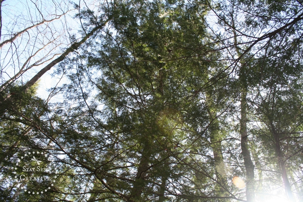 Canopy on the Lye Brook Falls Trail