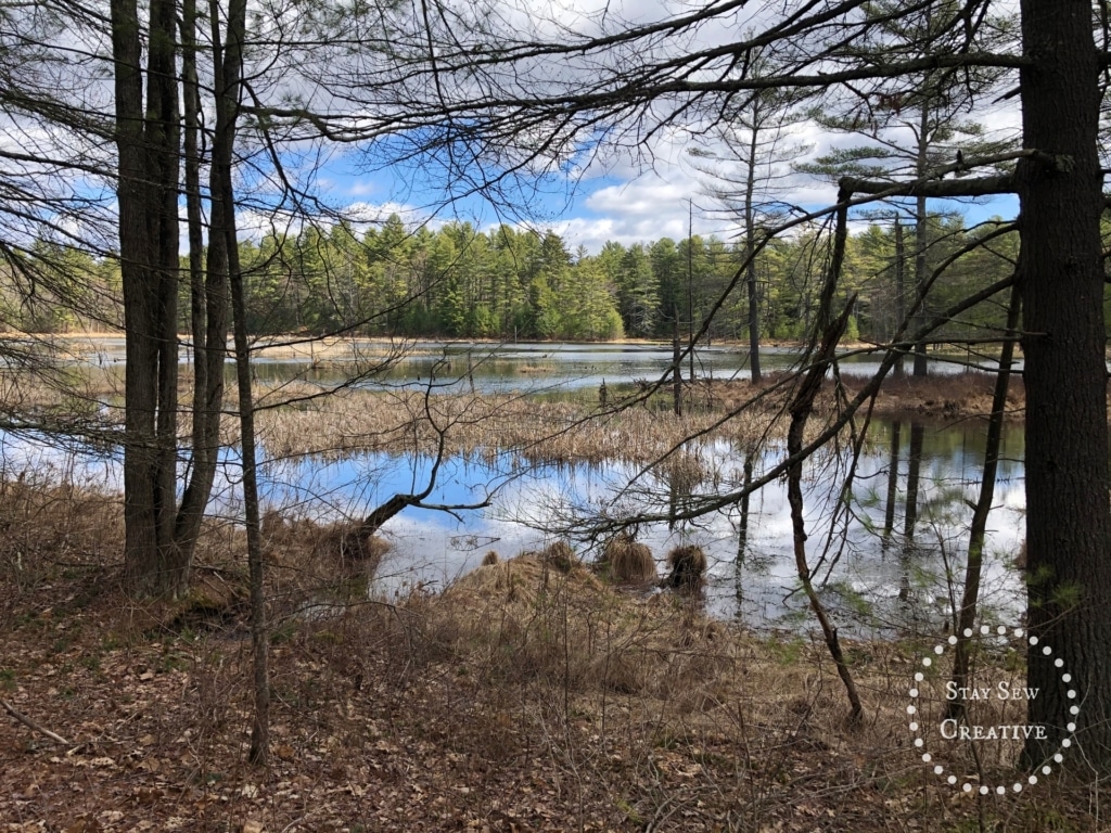 Beaver Pond